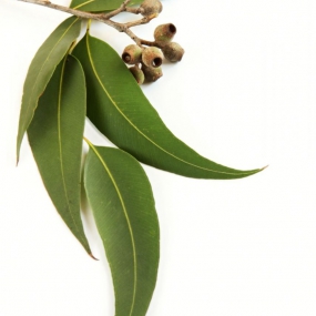 Eukaliptusz 100% tisztaságú, természetes illóolaj 10 ml
