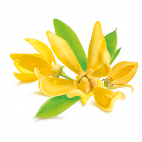 Ylang - Ylang 100% tisztaságú, természetes illóolaj 10 ml